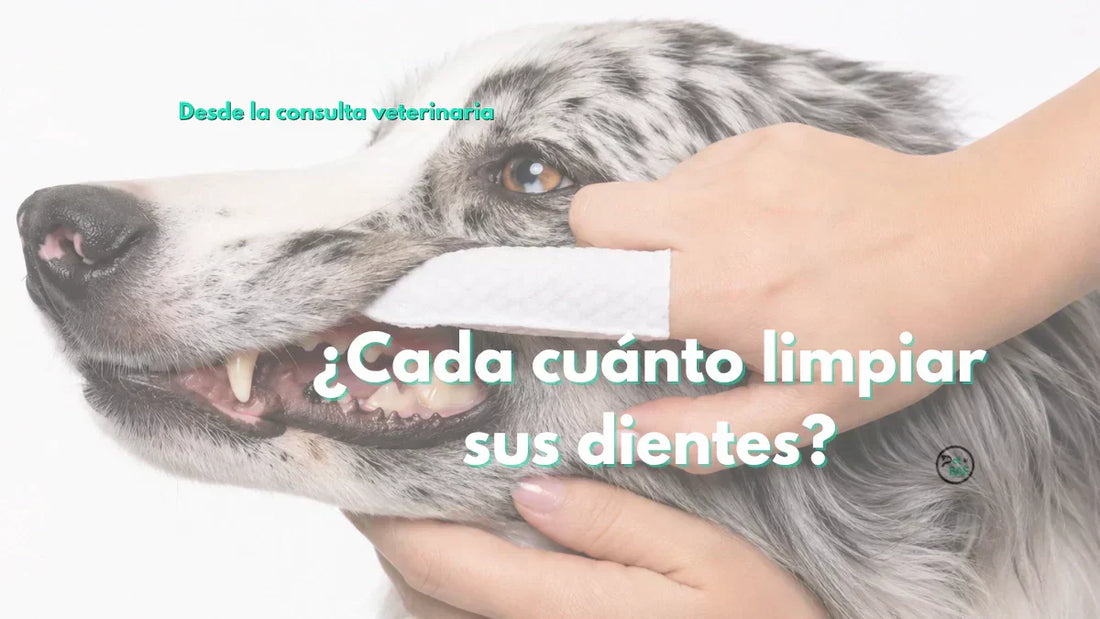 ¿Cada cuánto hay que limpiarle los dientes a tu perro o gato? Lo que dice la evidencia veterinaria
