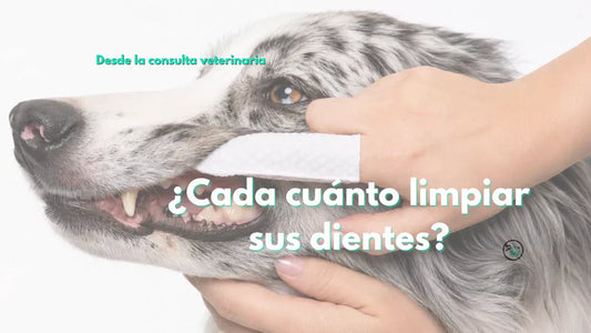 ¿Cada cuánto hay que limpiarle los dientes a tu perro o gato? Lo que dice la evidencia veterinaria