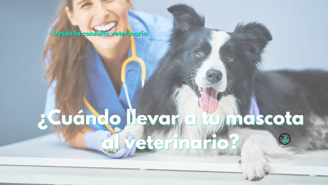 ¿Cada cuánto llevar a tu perro o gato al veterinario? Guía de controles según su etapa de vida