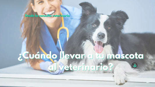 ¿Cada cuánto llevar a tu perro o gato al veterinario? Guía de controles según su etapa de vida