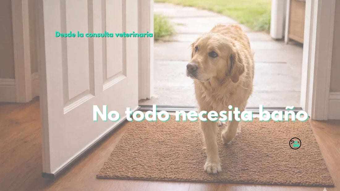 ¿Cuándo conviene limpiar a tu perro entre baños?