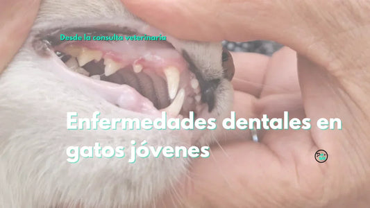 Enfermedades dentales en gatos jóvenes: qué puede pasar antes de los 3 años