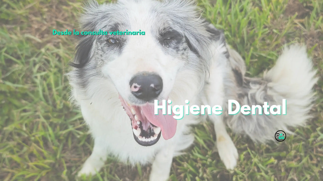 Higiene dental en perros y gatos