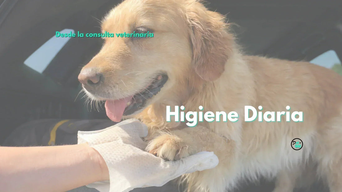 Higiene diaria en perros y gatos: piel, patas y cuidados entre baños