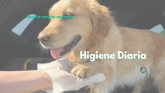 Higiene diaria en perros y gatos: piel, patas y cuidados entre baños