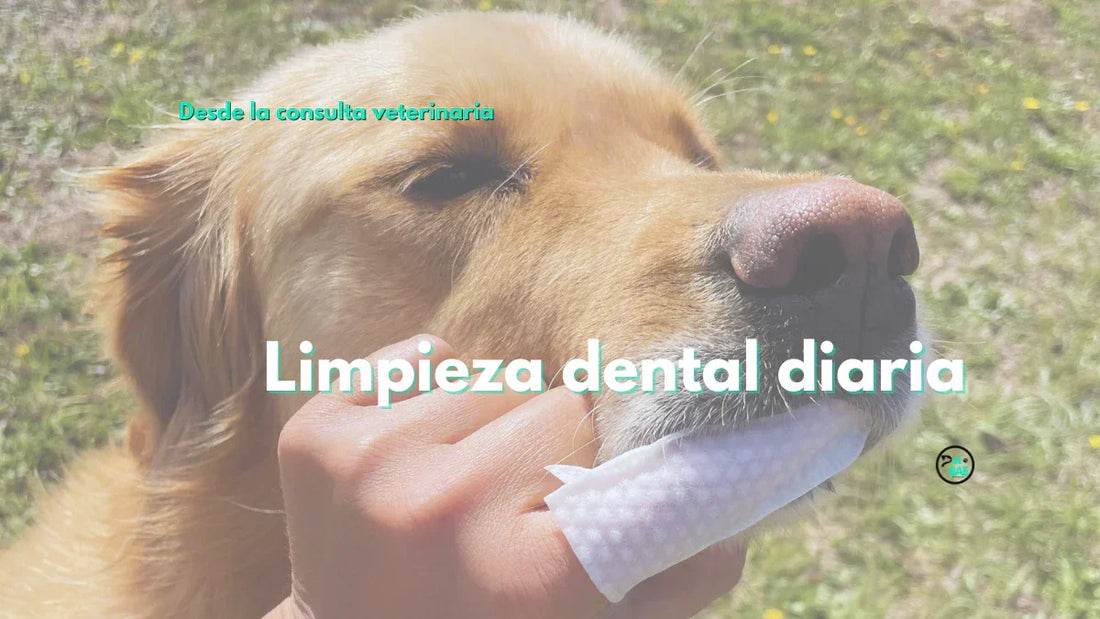 La limpieza dental diaria no reemplaza al veterinario (y está bien que no lo haga)