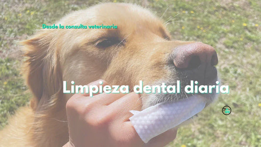La limpieza dental diaria no reemplaza al veterinario (y está bien que no lo haga)