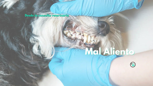 El mal aliento en perros no es normal: qué lo causa y cuándo preocuparse