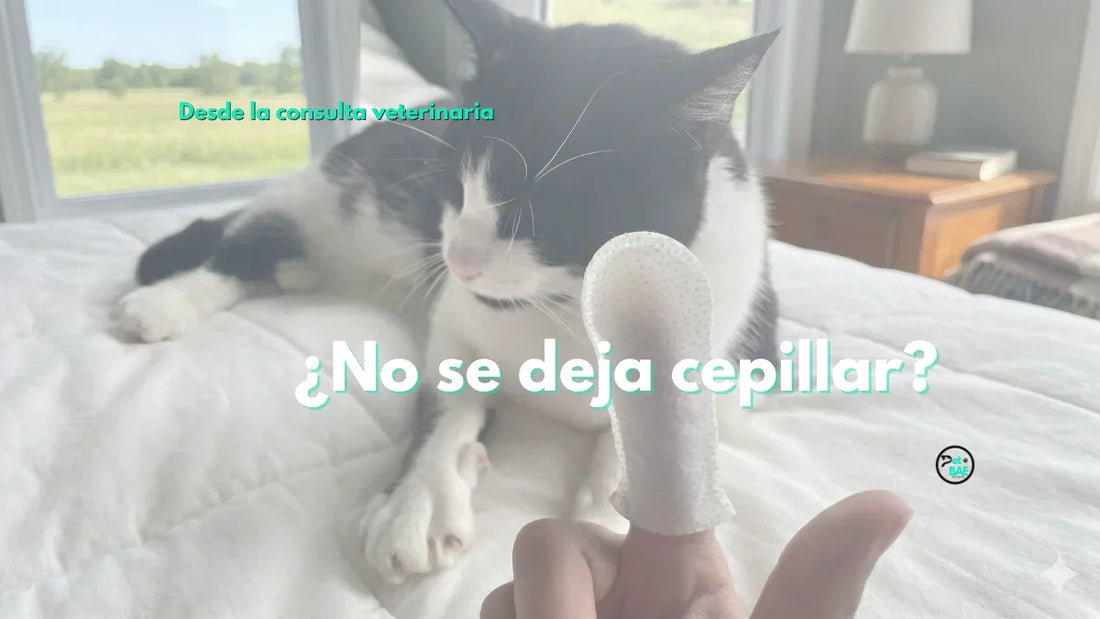 ¿No se deja cepillar? Un plan B para empezar una rutina dental en perros y gatos