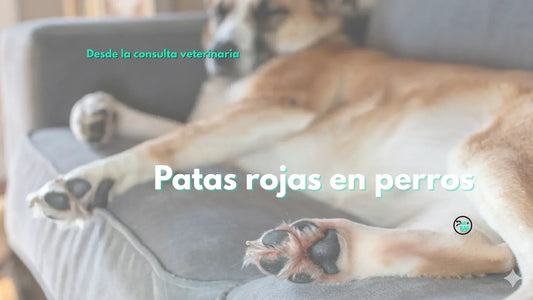 Patas rojas o irritadas en perros: qué revisar antes de seguir limpiando