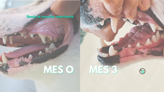 Higiene dental en perros: por qué los primeros 90 días importan
