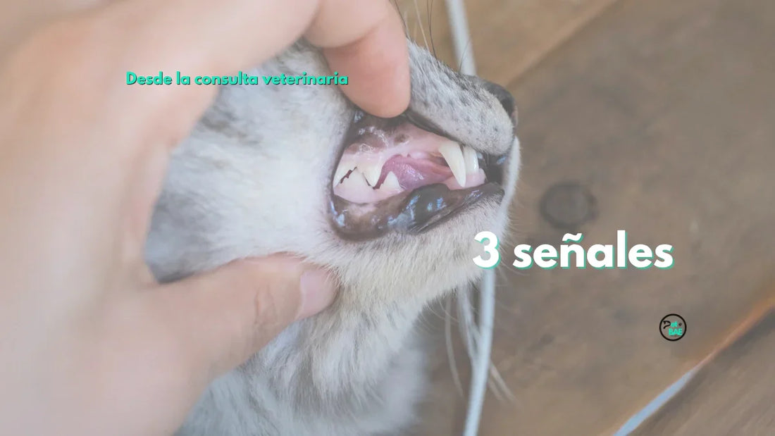 3 cosas que no son normales en la boca de tu mascota