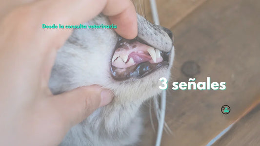 3 cosas que no son normales en la boca de tu mascota
