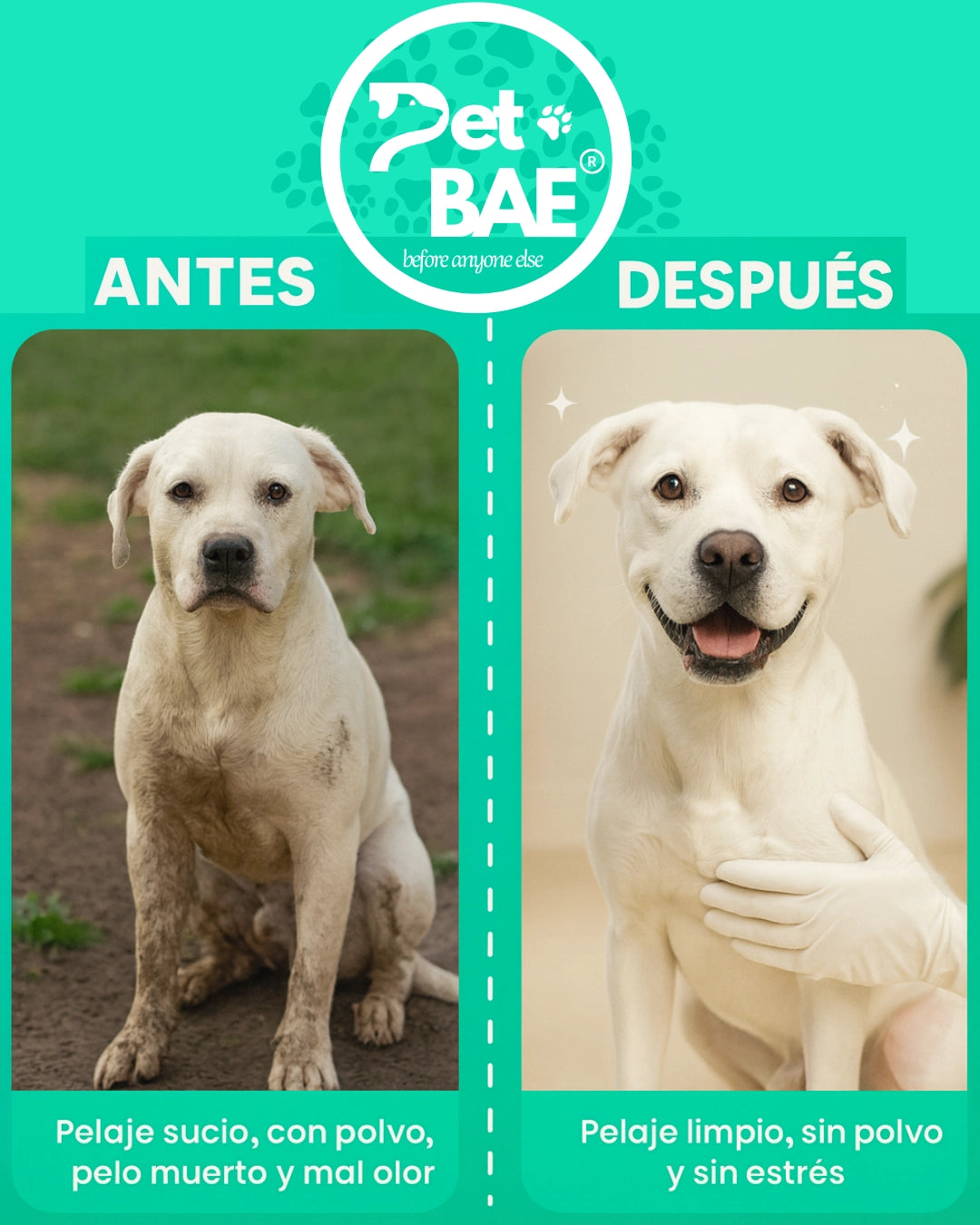 Antes y después limpieza de perro con guantes Pet BAE
