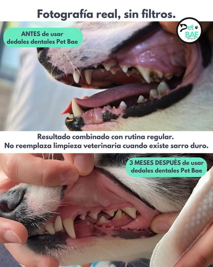 Antes y después limpieza dental perro y gato con dedal Pet BAE — dientes limpios sin cepillo ni pasta
