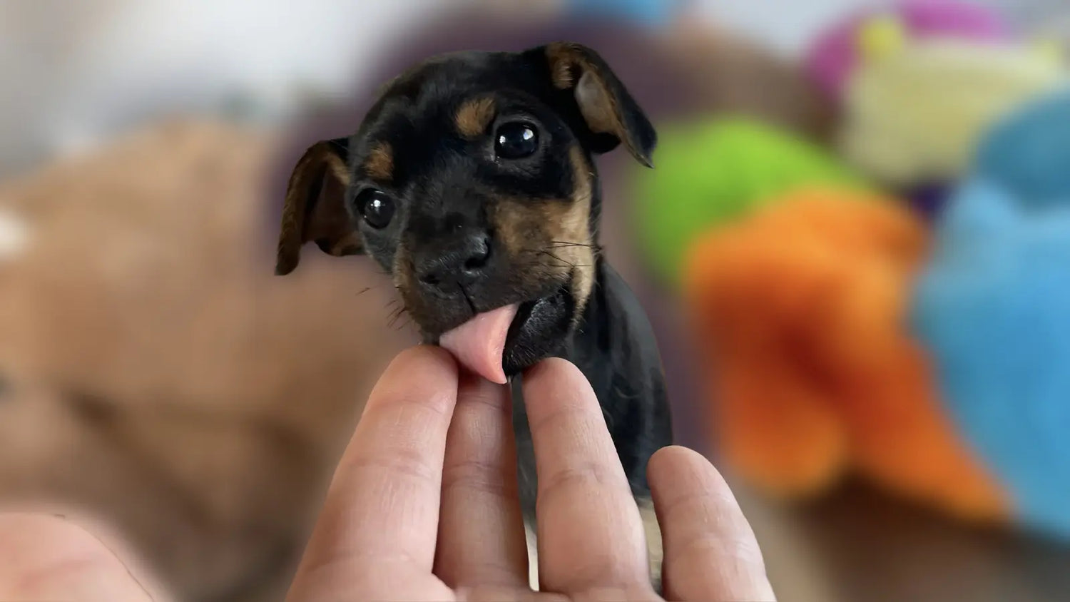 Patita de cachorro sobre una mano humana; símbolo de confianza y cuidado.