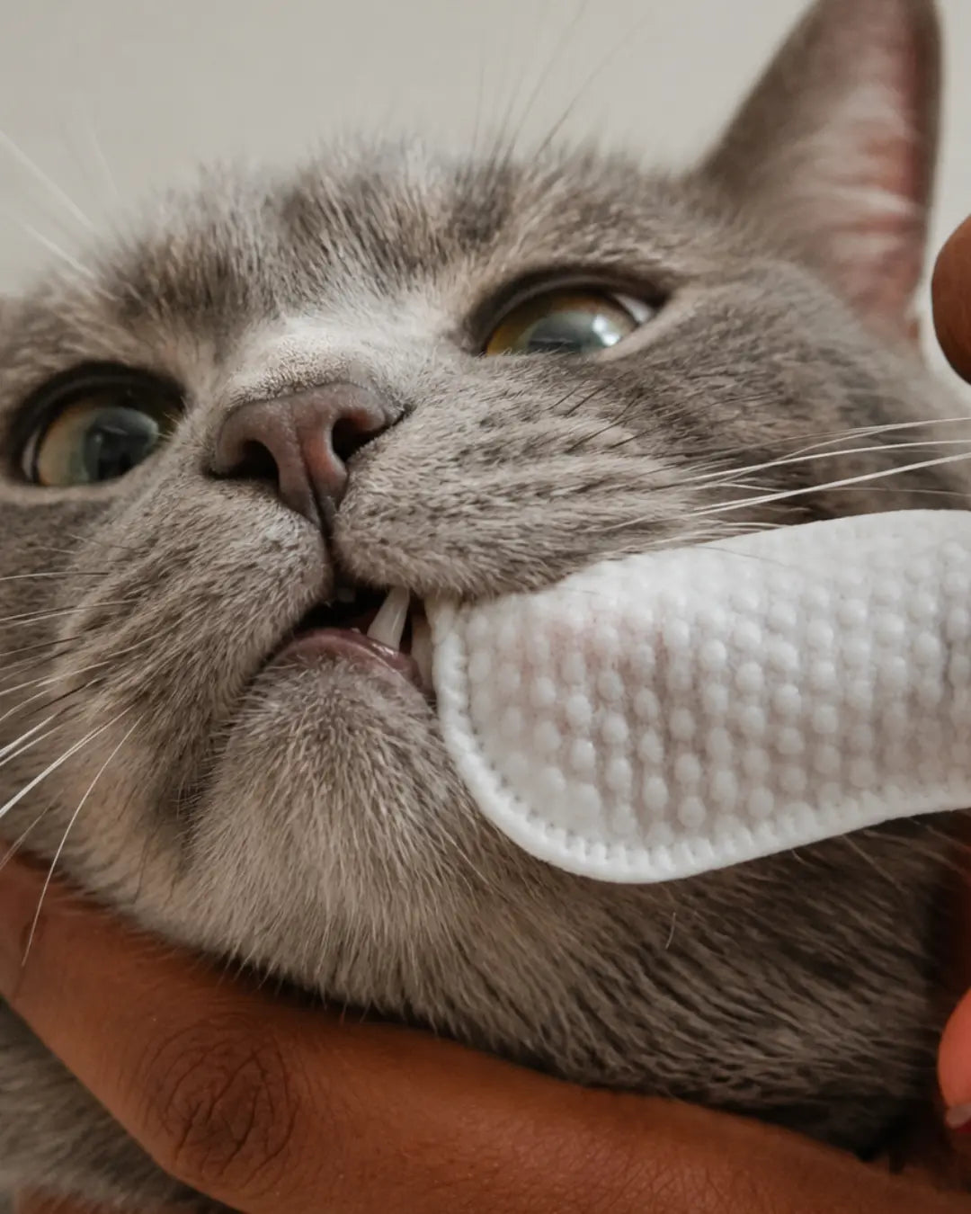 Limpieza dental de gato con dedal Pet BAE sin cepillo ni pasta