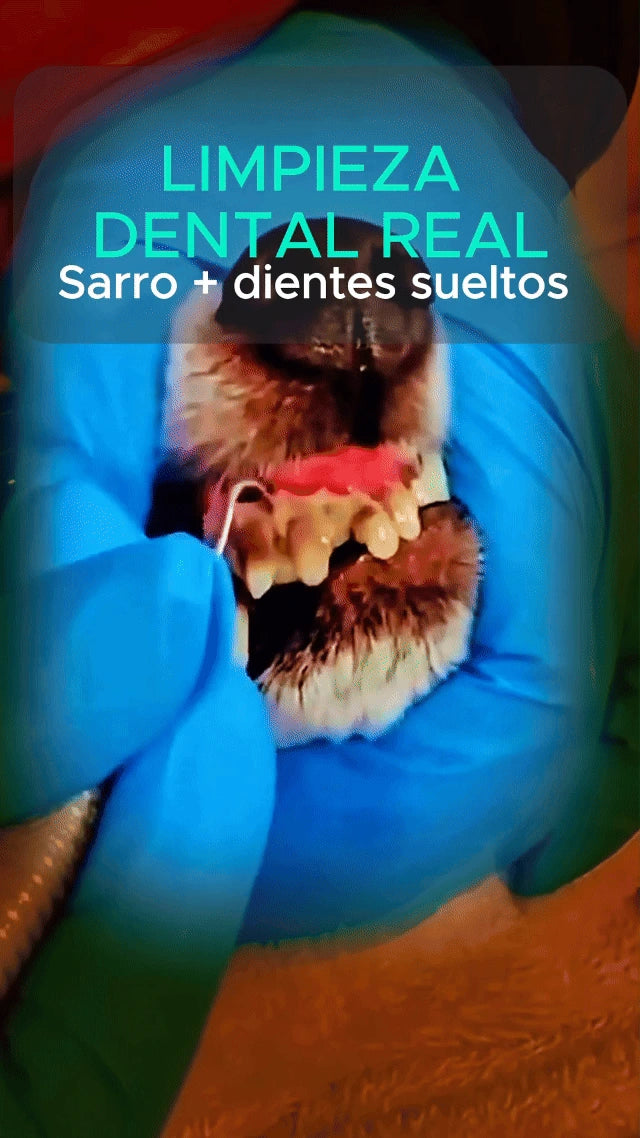 Resultado real compartido por cliente Pet BAE